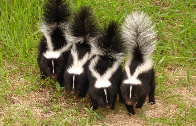 four skunks walking along